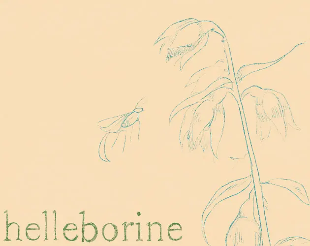 Helleborine