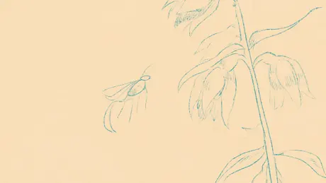 Helleborine