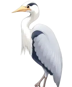 トキ