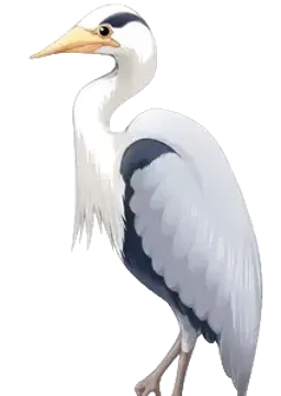 トキ