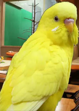 ラブ