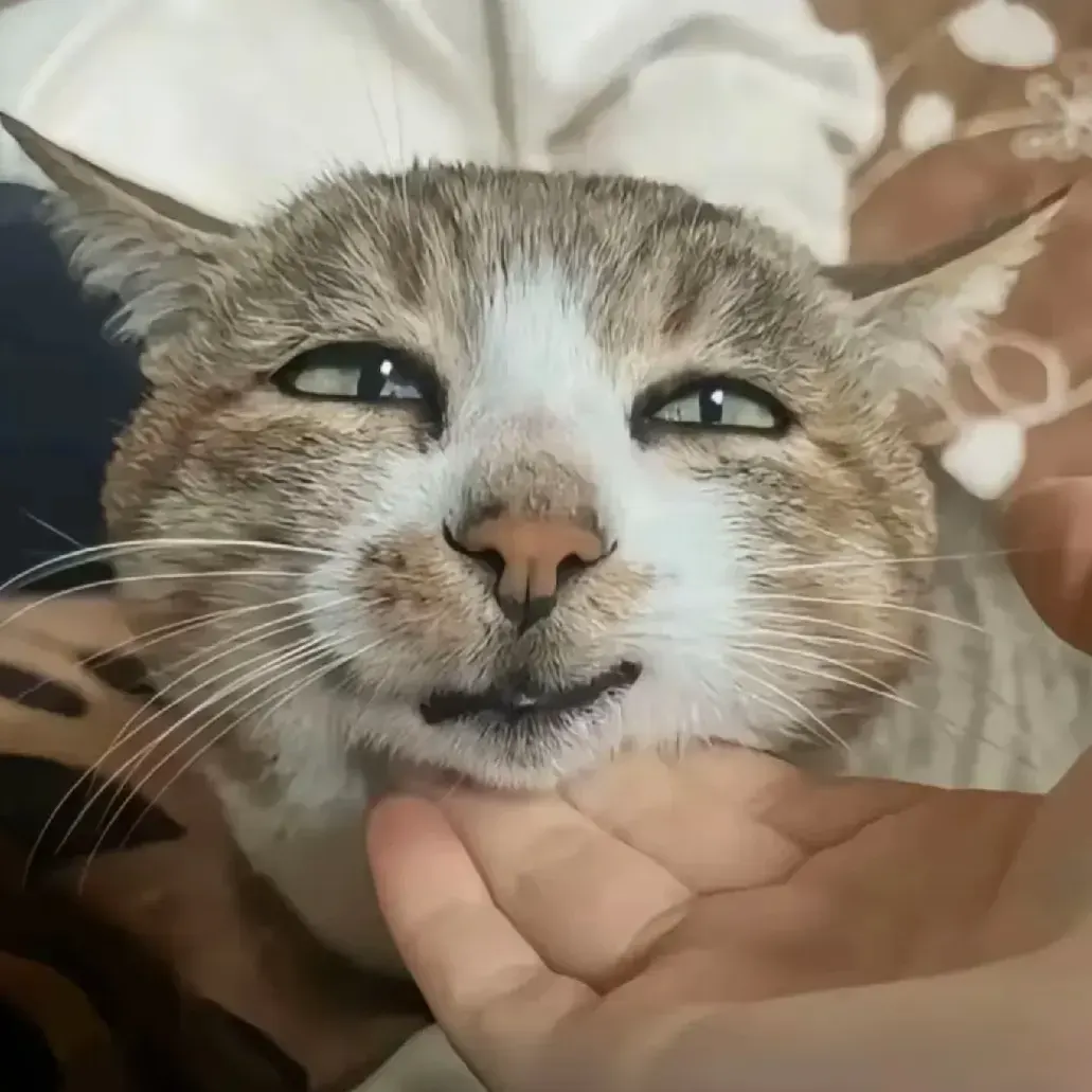 akakakals