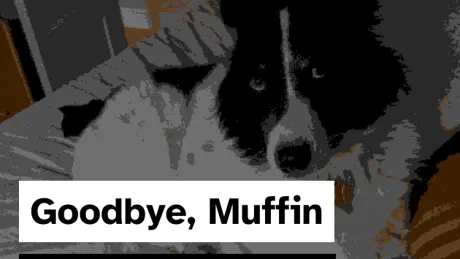 Goodbye, Muffin