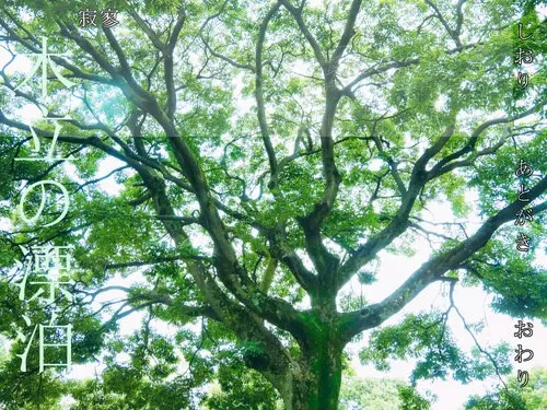 木立の漂泊