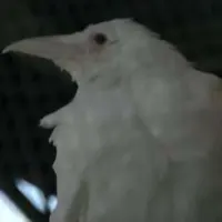 白鴉 鼎