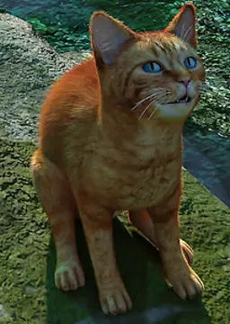Cat