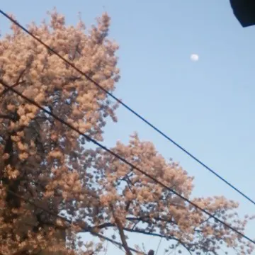 桜花大夫