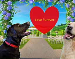 Love Furever
