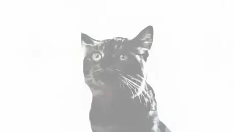 私の黒猫