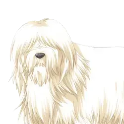 わんこ