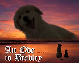 An Ode to Bradley