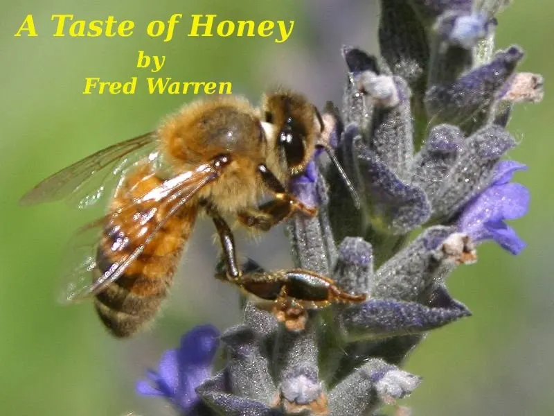 A Taste of Honey