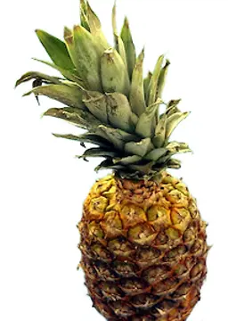 Pineapple-sensei