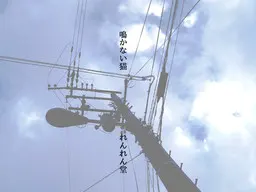 鳴かない猫