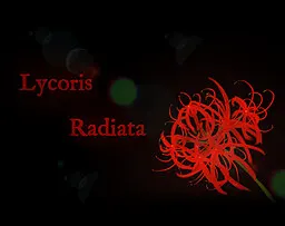 Lycoris Radiata