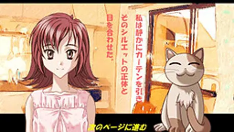 野良猫と私