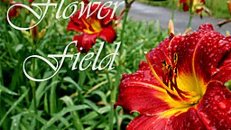 Flower Field