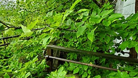 A Vine on a House