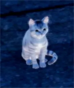 基蒂
