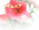 ペチュニア
