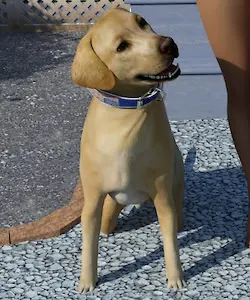 Shithead