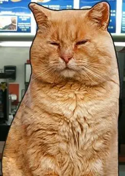 Vice President Fluffy McSnuggles