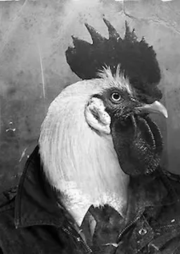 Martin MacChicken