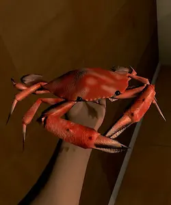 Crab