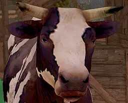 cutie, the cow!