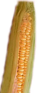 玉米