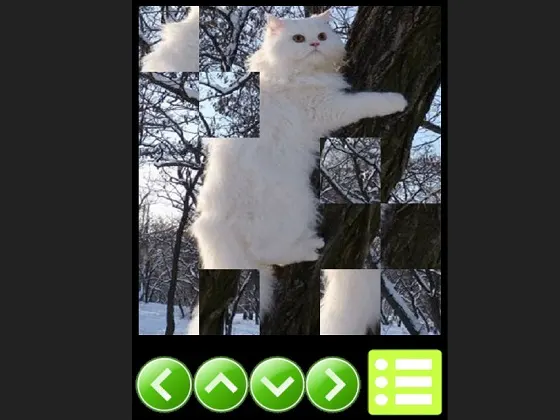 Cat Paradise