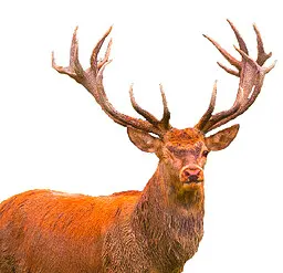 Rudolph