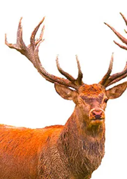 Rudolph