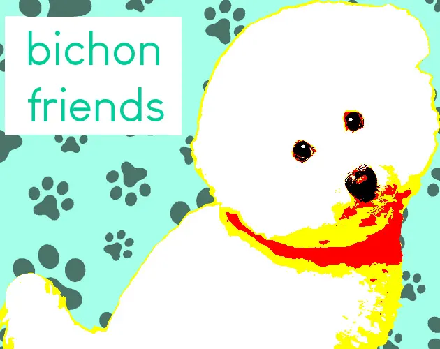 bichon friends