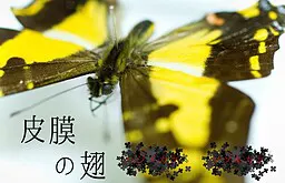 皮膜之翅