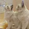 艾斯法尔