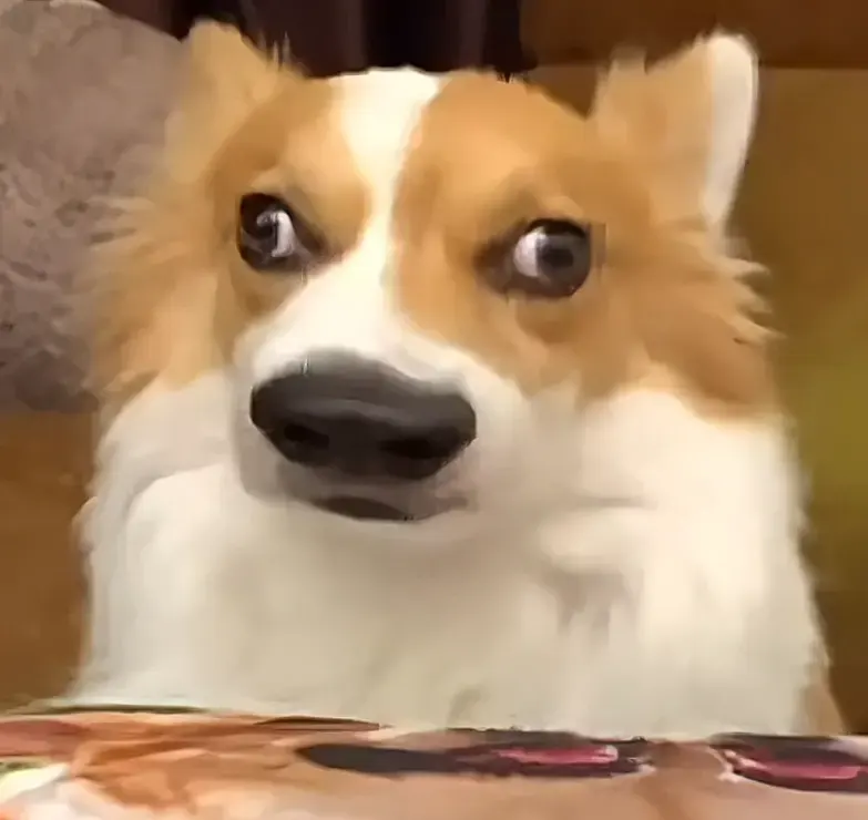 行走的猪大肠-1761833564009-E3AF0286A22755AF476237F22848F7A7jpg