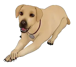 Riley
