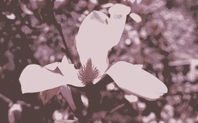 Missing the Magnolias Again