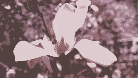 Missing the Magnolias Again