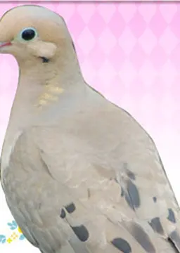 藤代 嘆