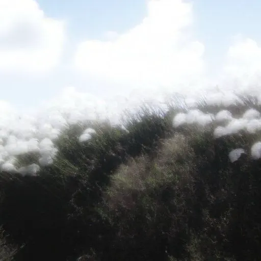 sx_o7