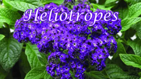 Heliotropes