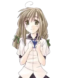 白菊 桜花